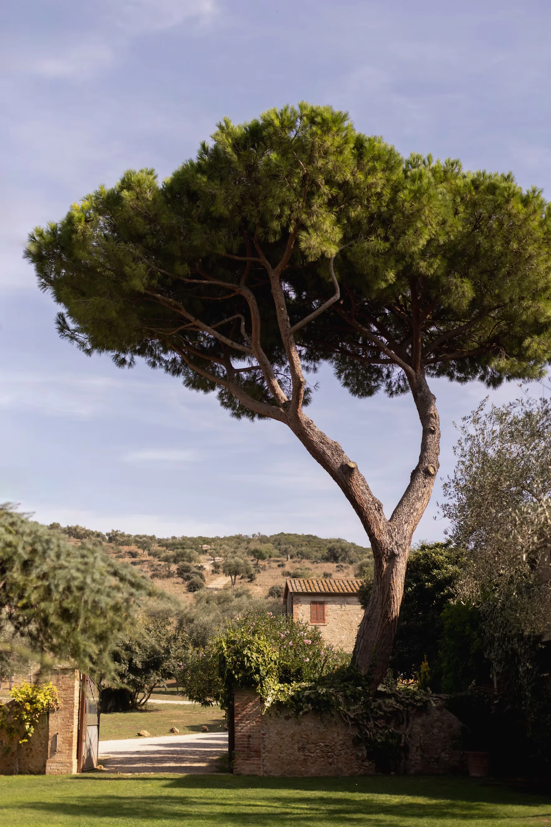 Path lined with trees